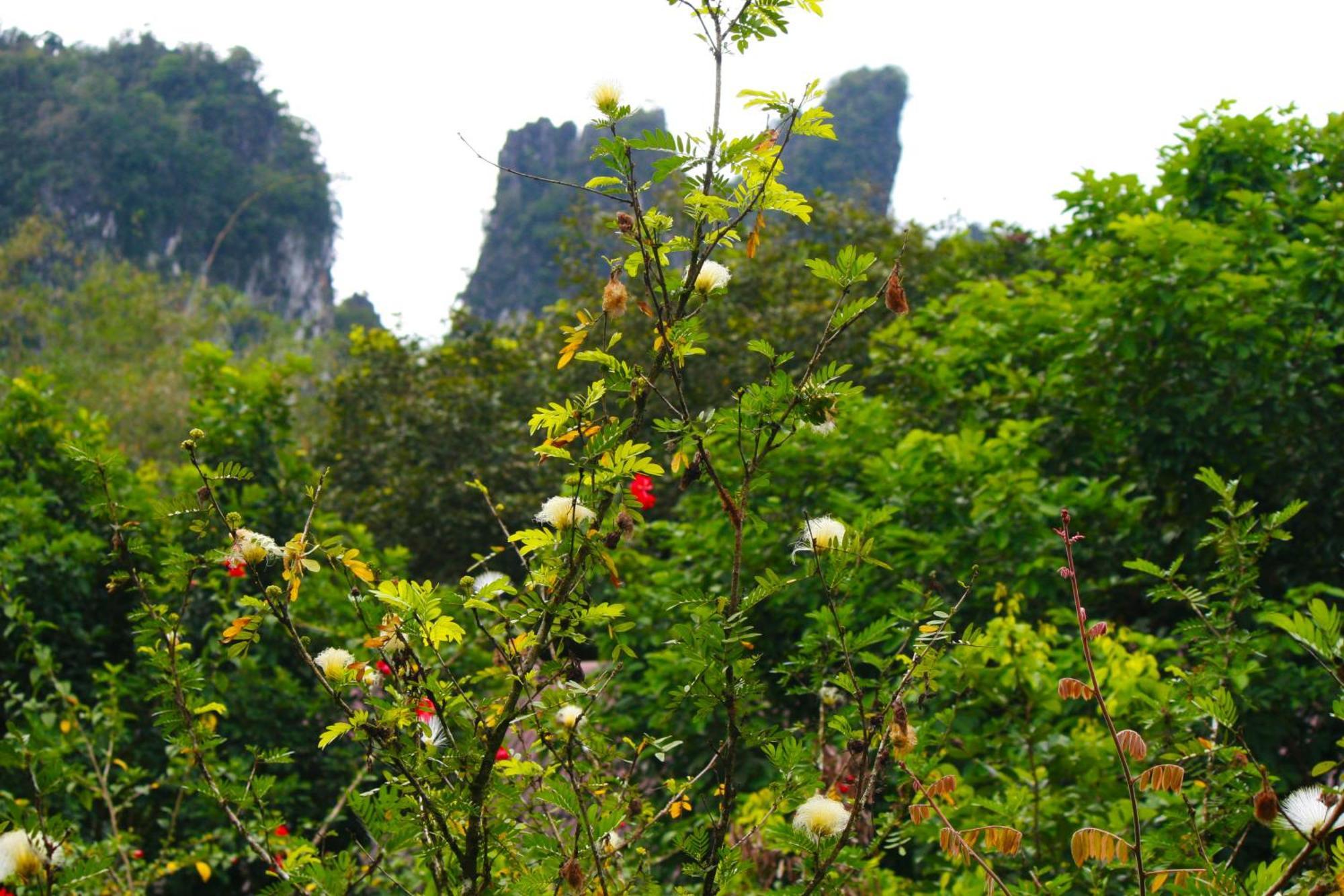 Khao Sok Morning Mist Resort Khao Sok National Park Exterior foto