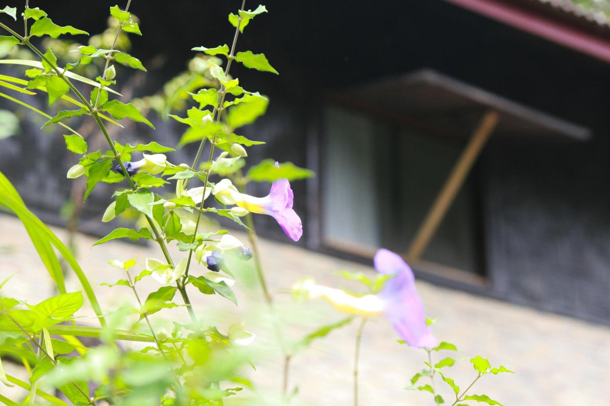 Khao Sok Morning Mist Resort Khao Sok National Park Exterior foto