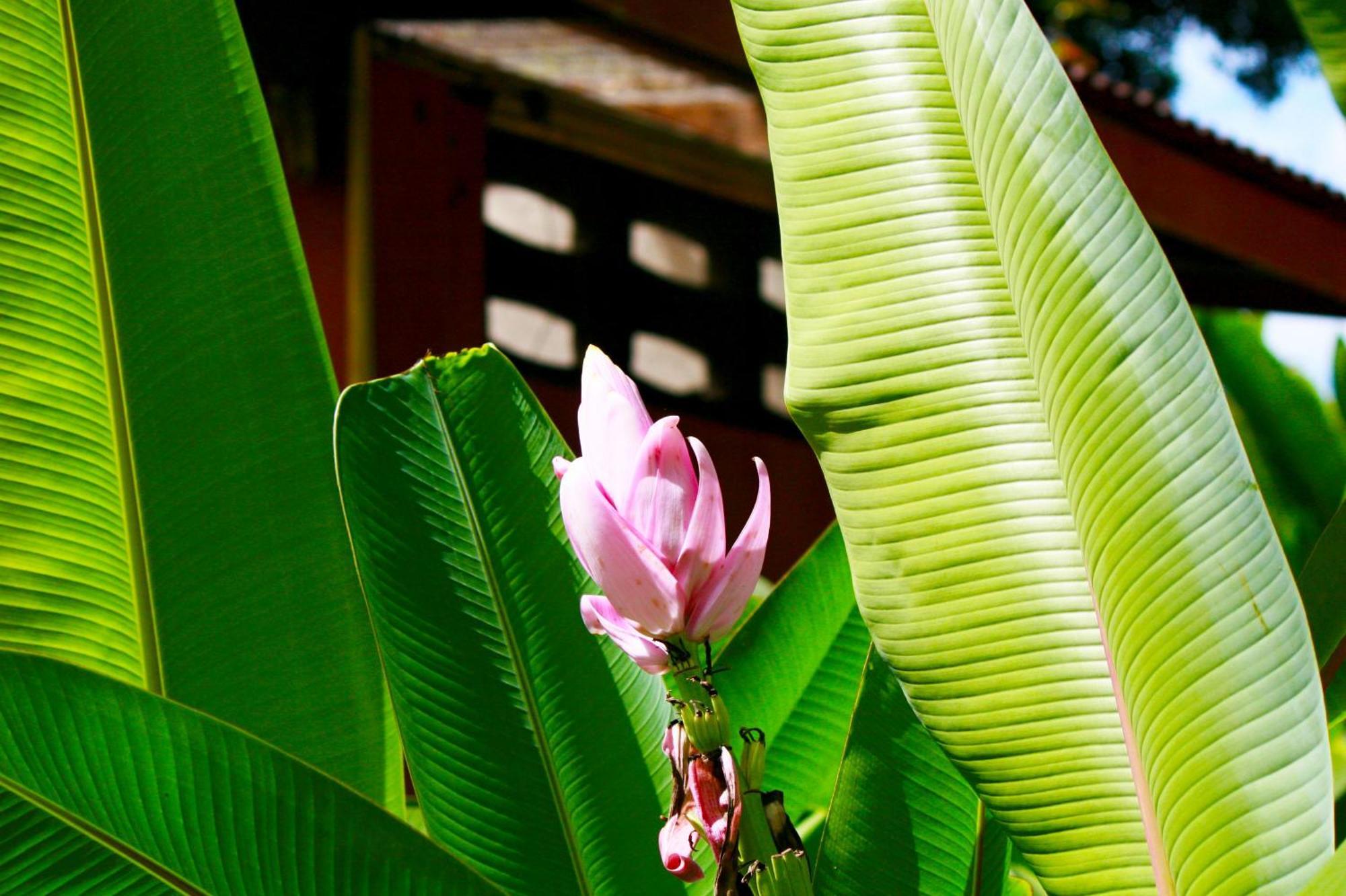 Khao Sok Morning Mist Resort Khao Sok National Park Exterior foto