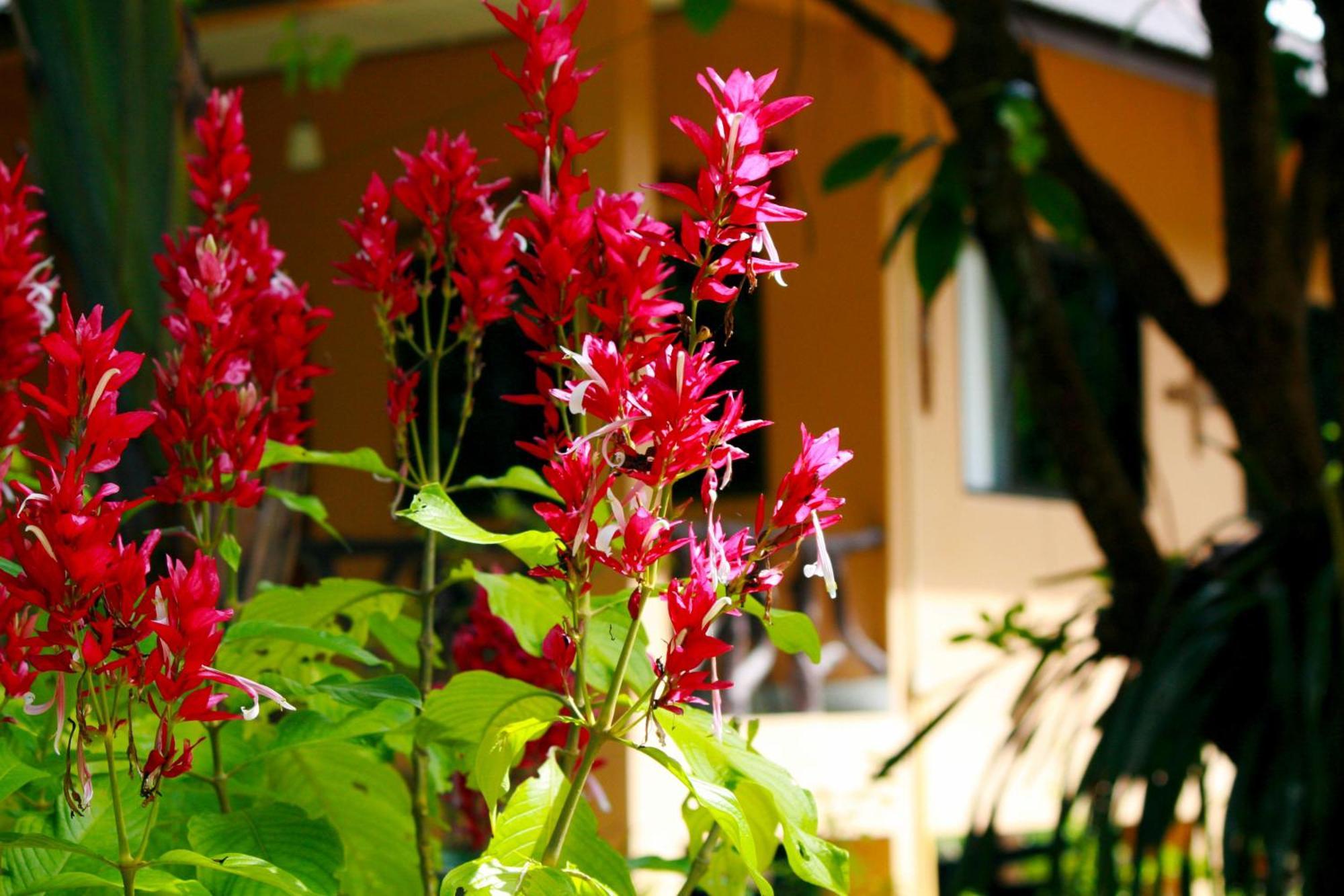 Khao Sok Morning Mist Resort Khao Sok National Park Exterior foto